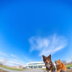 Veterinärer i Eneryda – hitta djurkliniker & djursjukhus nära dig