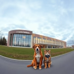 Veterinärer i Matfors – hitta djurkliniker & djursjukhus nära dig